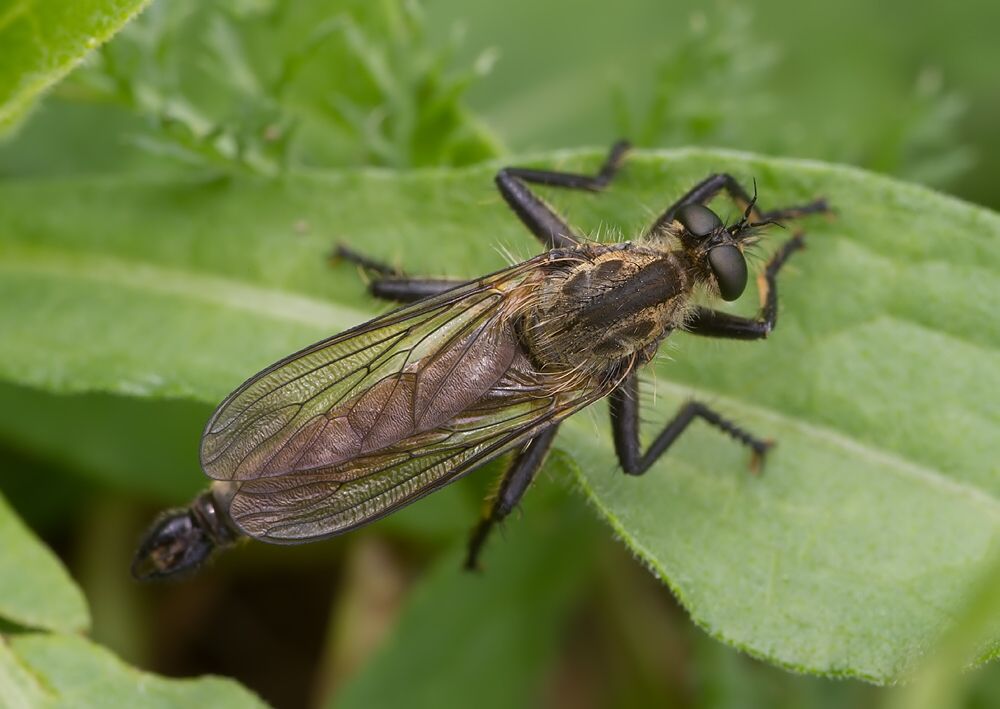 Dysmachus fuscipennis
