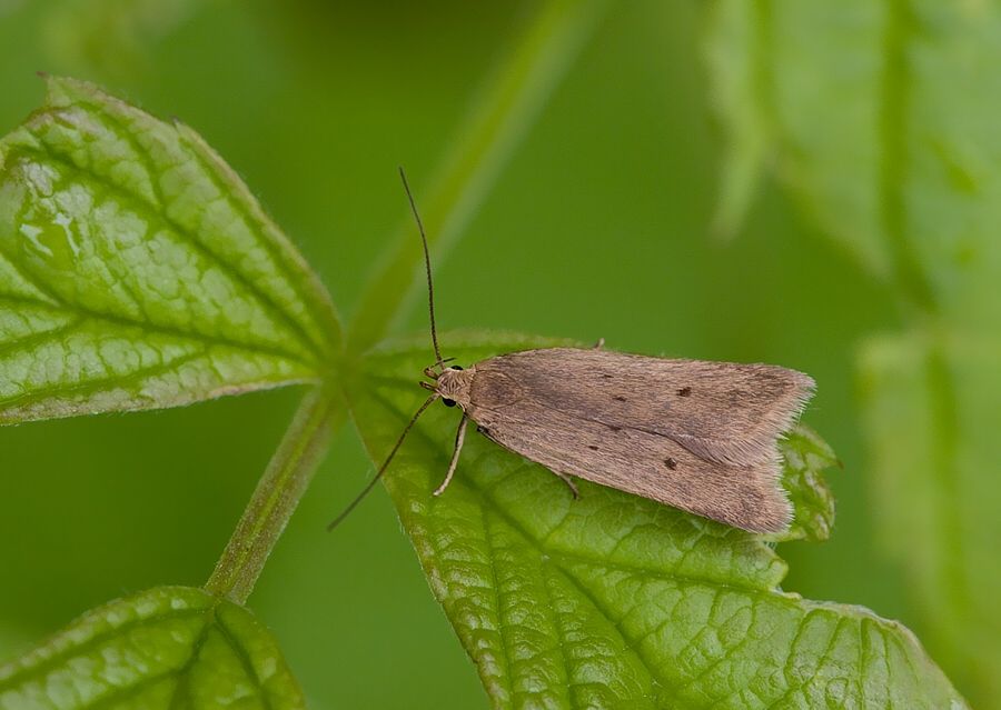 Acompsia tripunctella