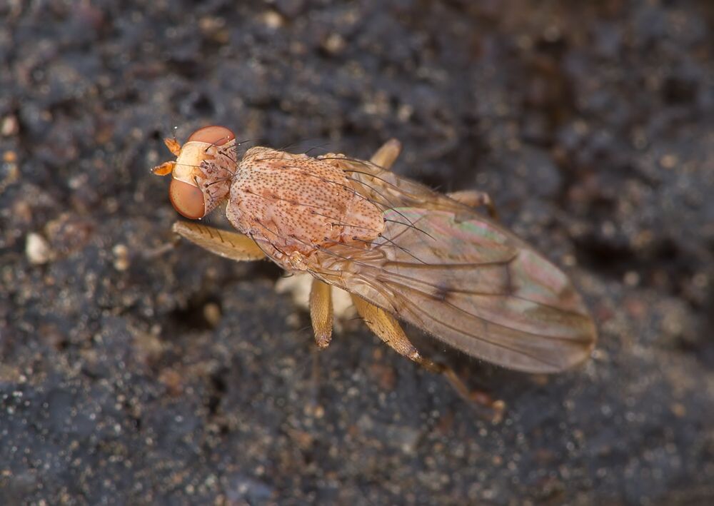 Suillia variegata