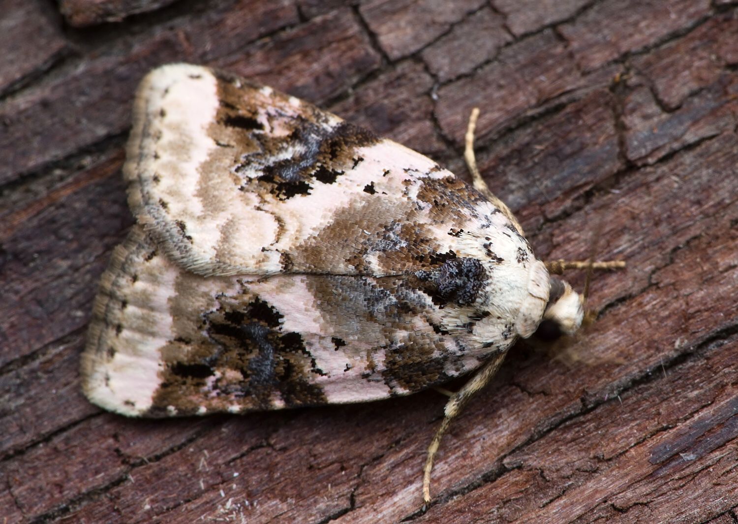 Pseudeustrotia candidula