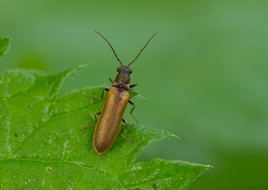 Denticollis linearis