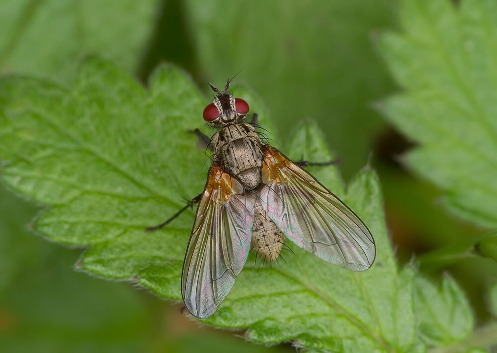 Macquartia dispar