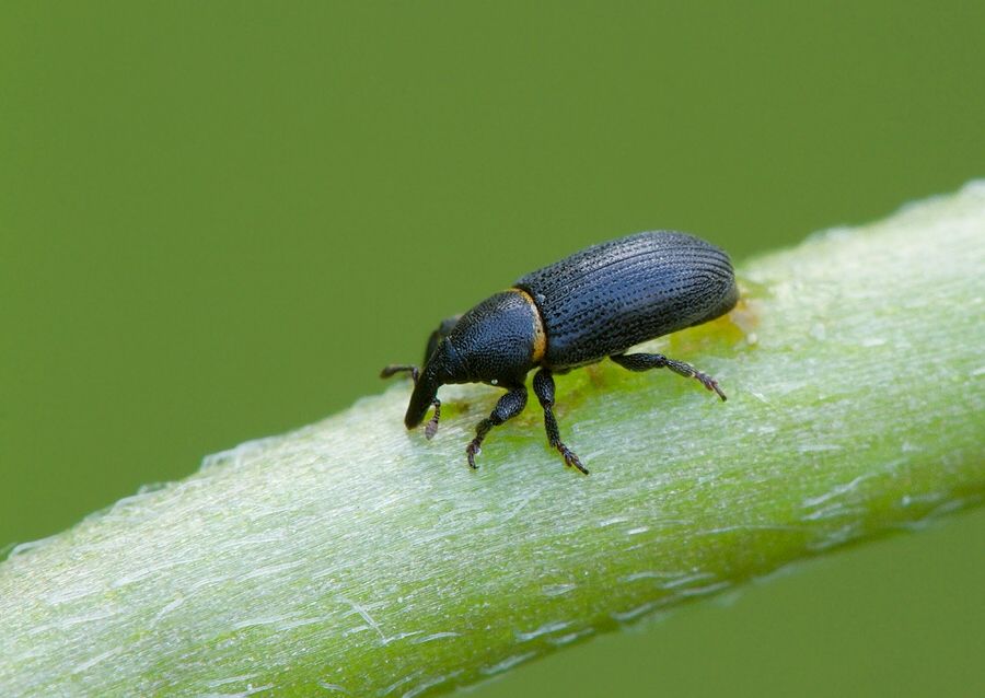 Mecinus collaris