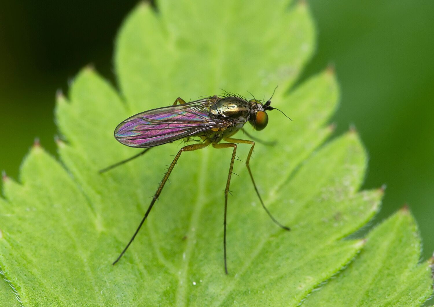 Sciapus laetus
