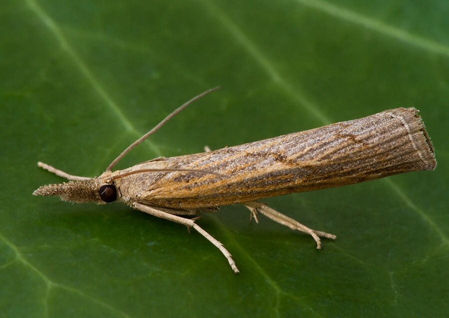 Pediasia contaminella