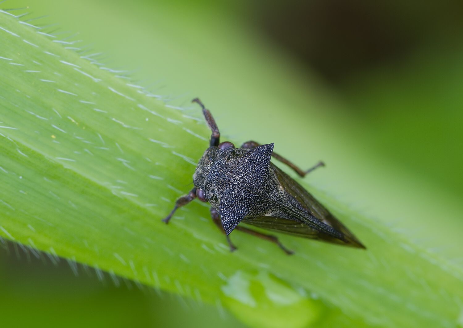 Centrotus cornutus