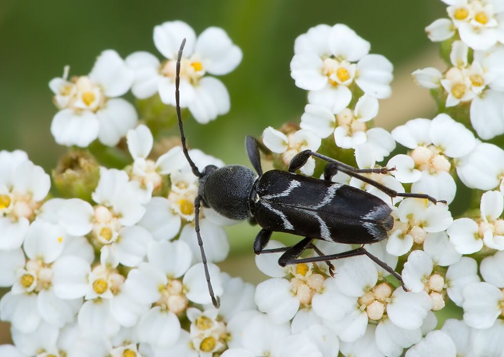 Chlorophorus sartor