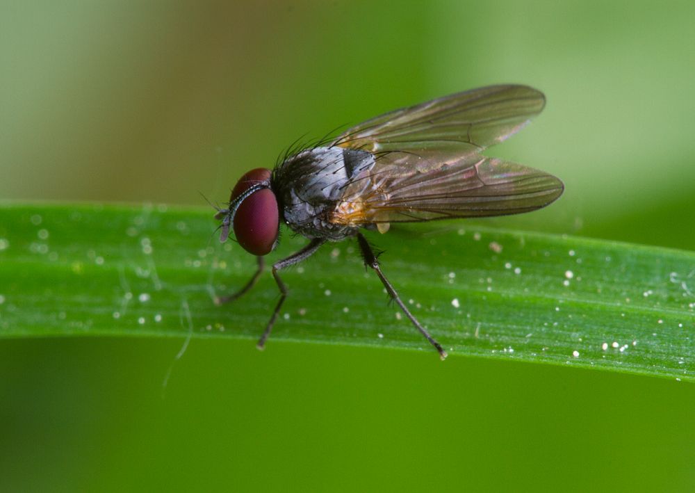 Limnophora obsignata