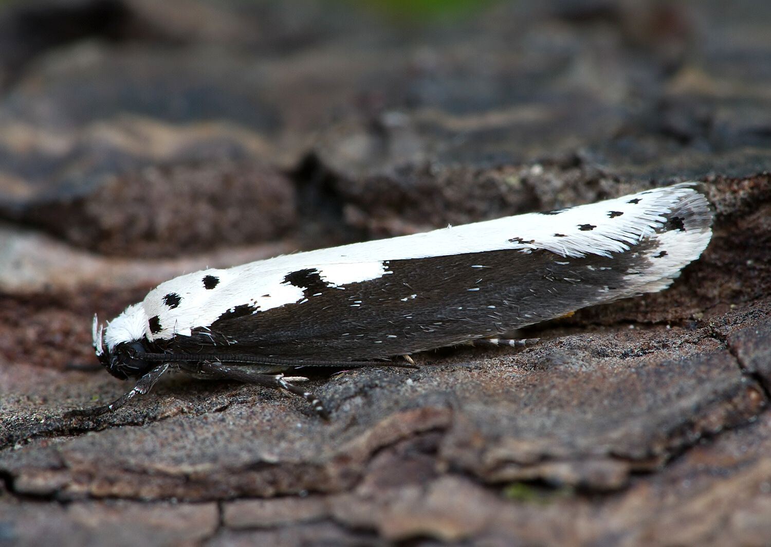 Ethmia bipunctella