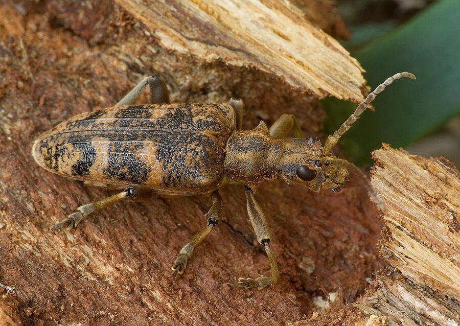 Rhagium sycophanta