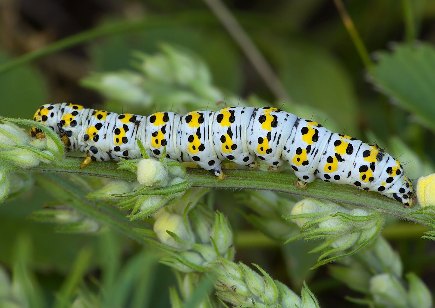 Shargacucullia verbasci
