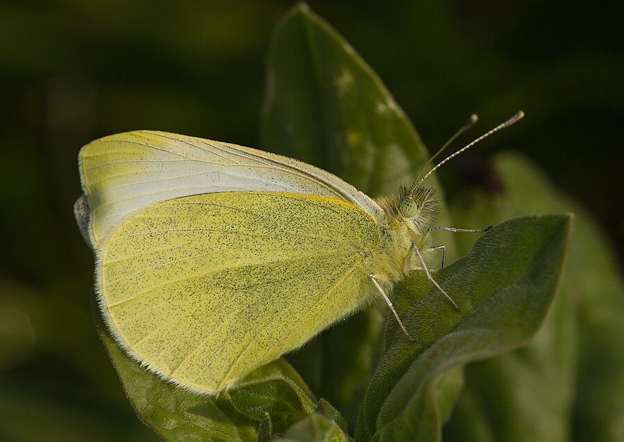 Pieris rapae