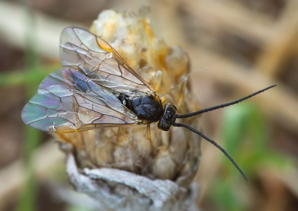 Euura sp.