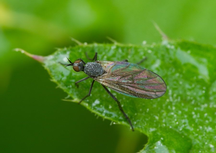 Empis genualis