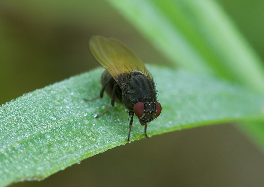 Minettia longipennis