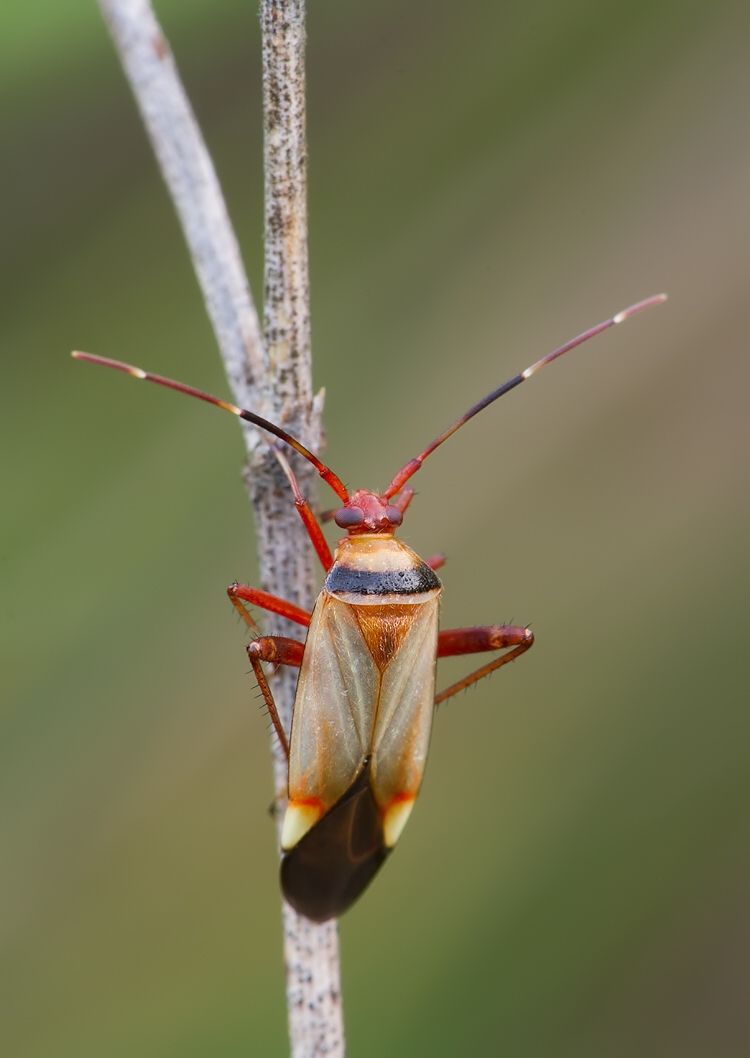 Adelphocoris vandalicus