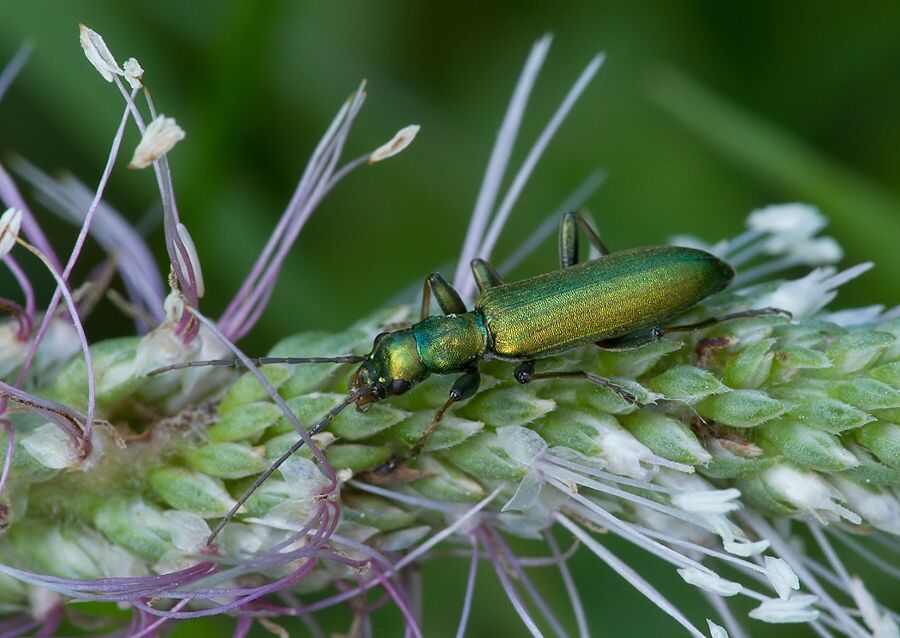 Chrysanthia viridissima