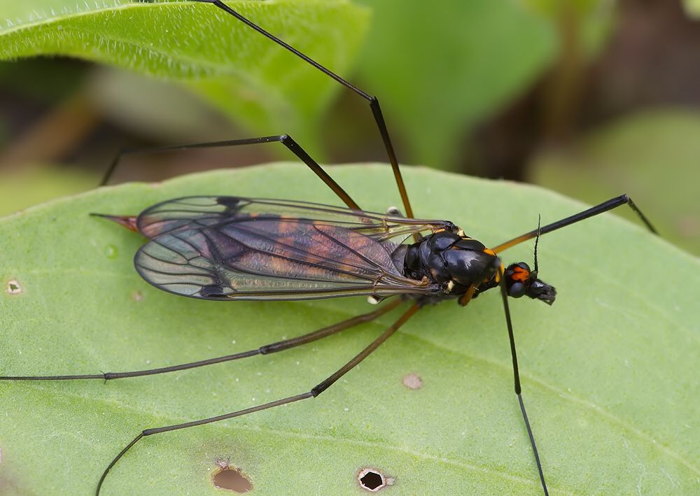 Nephrotoma crocata