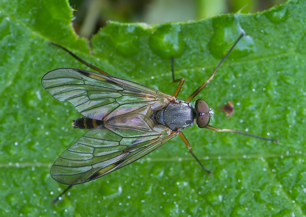 Rhagio maculatus