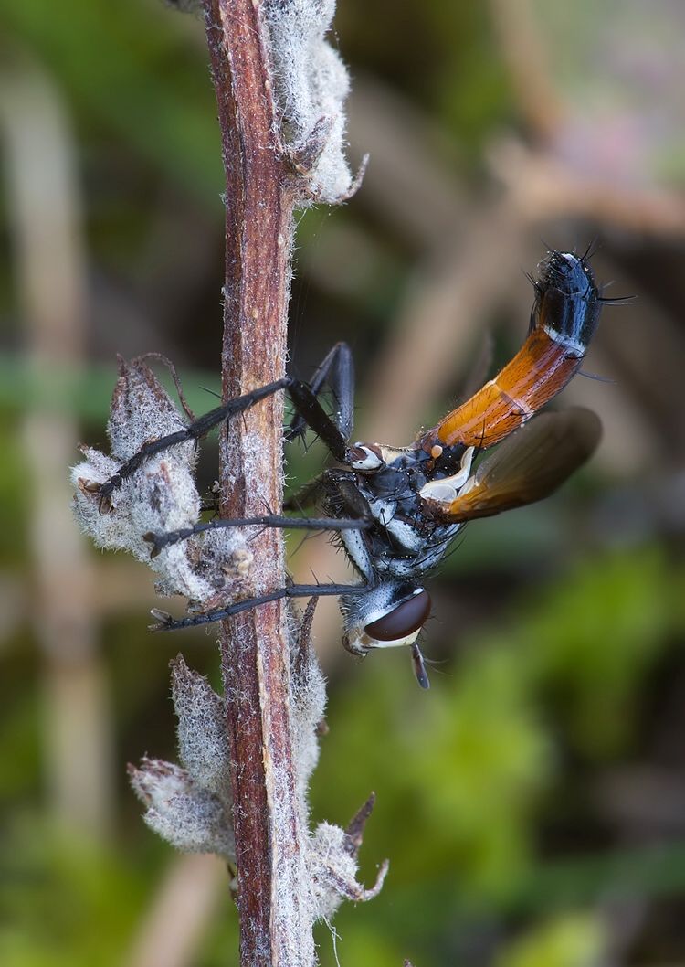 Cylindromyia brassicaria