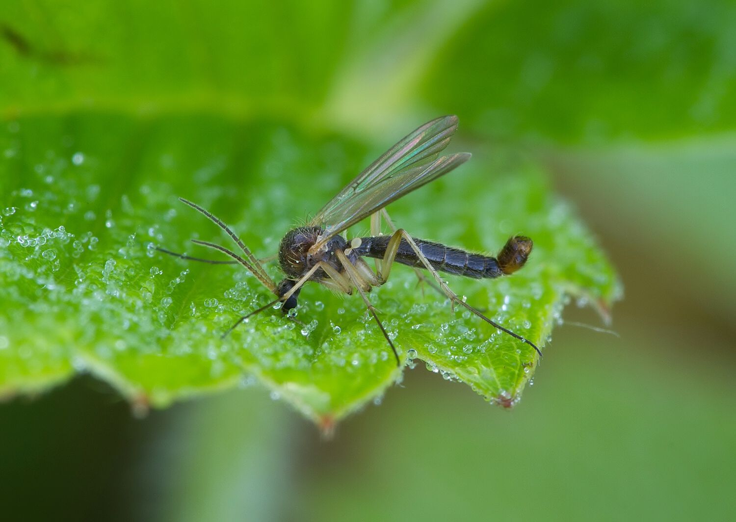 Sciophila hirta