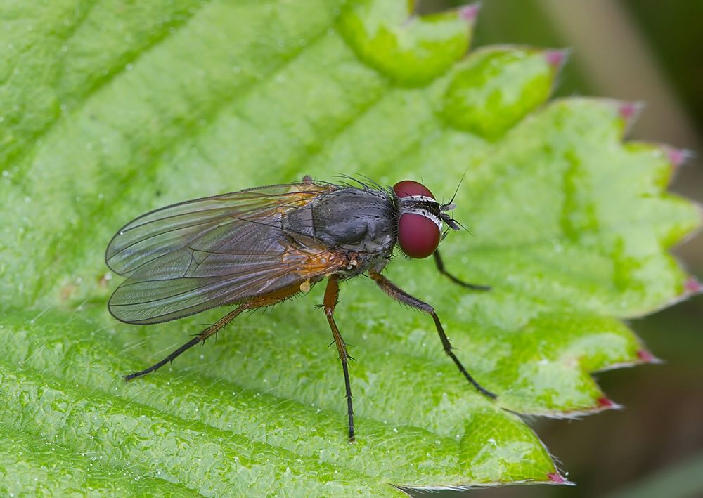Fannia lustrator