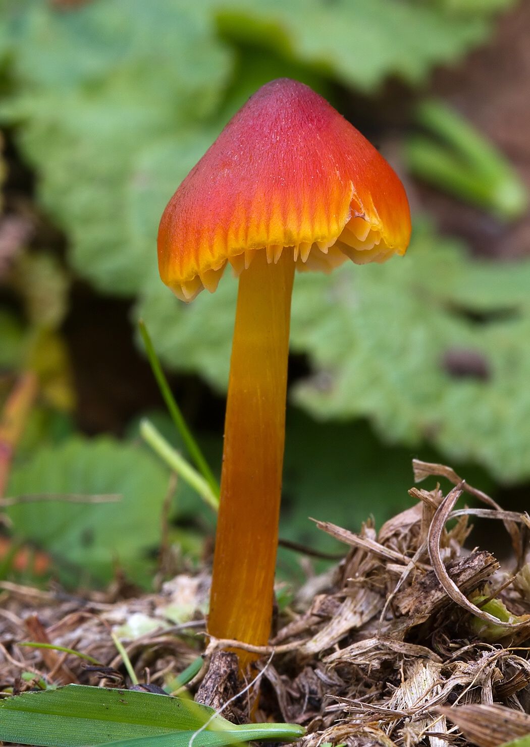 Hygrocybe conica