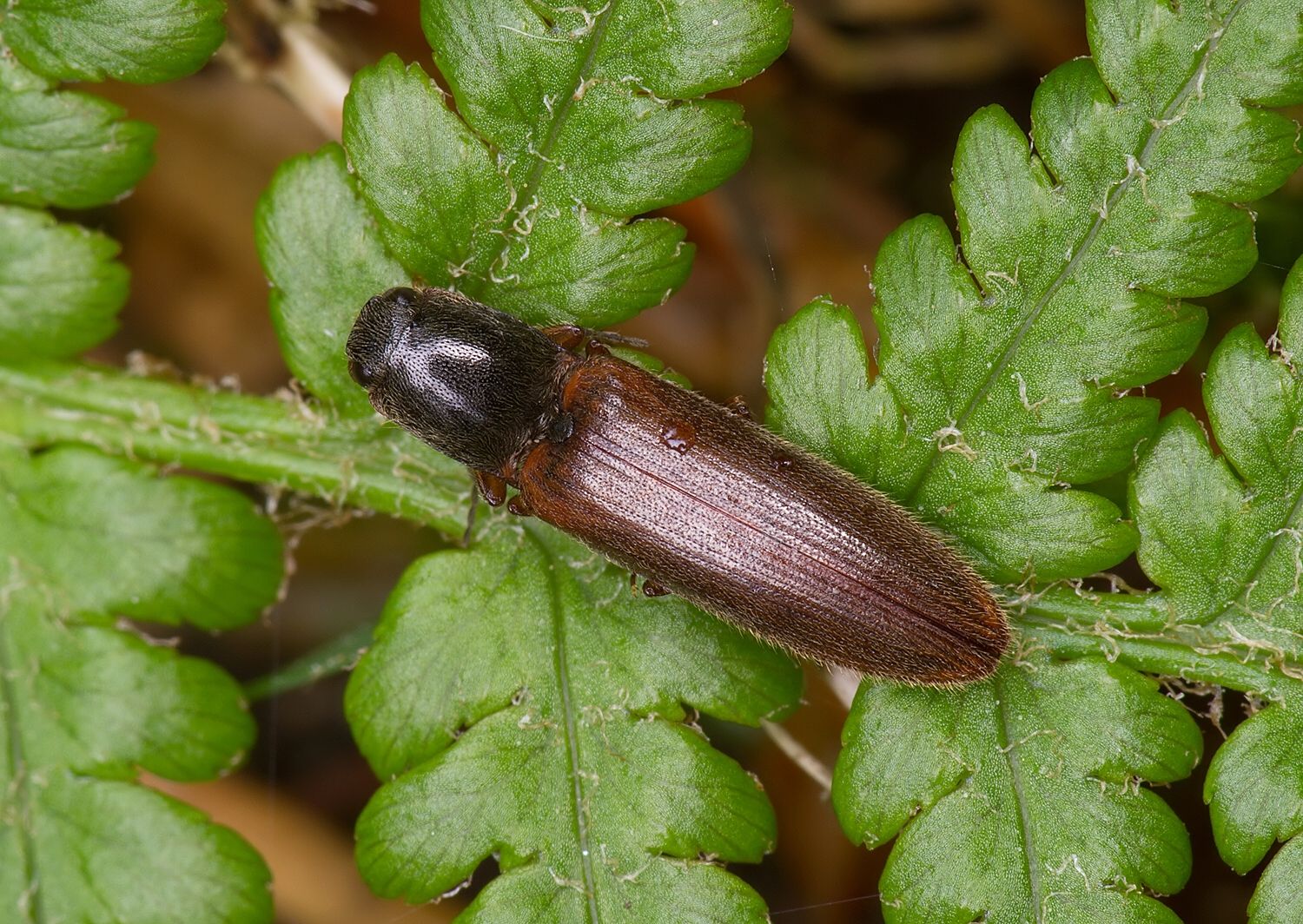 Athous subfuscus
