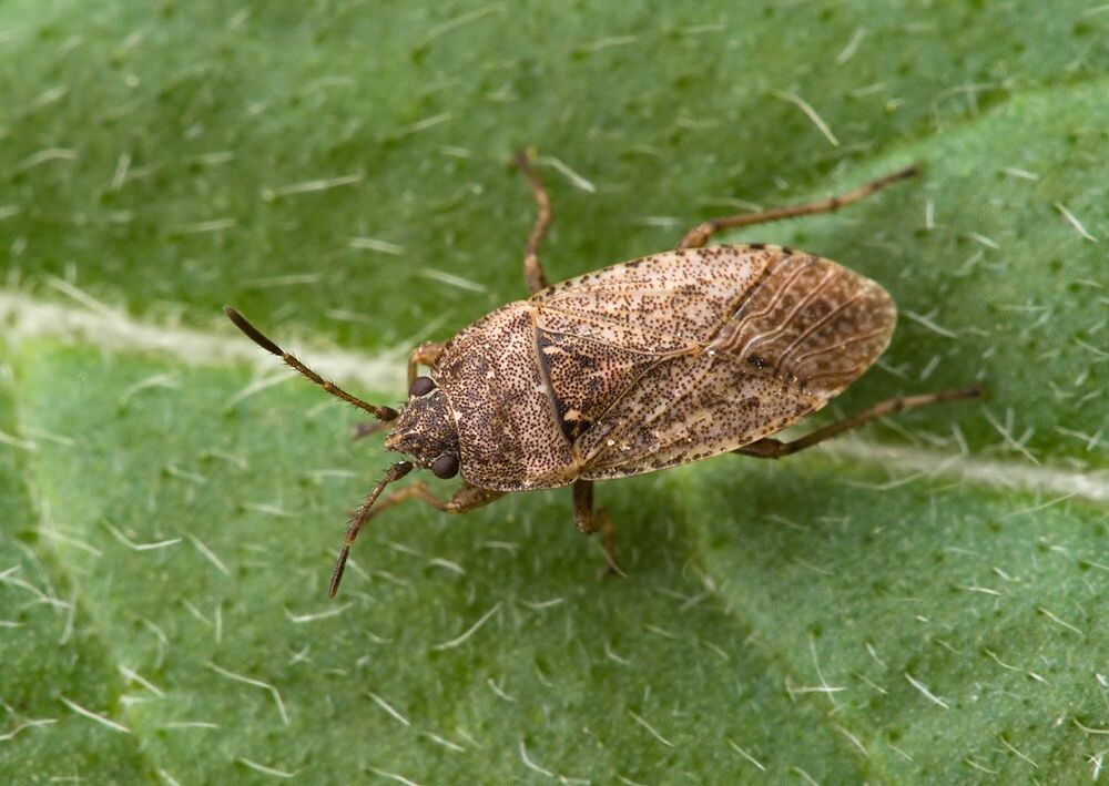 Emblethis denticollis cf.