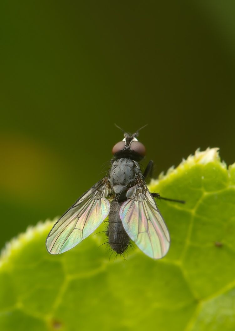 Leucophora grisella