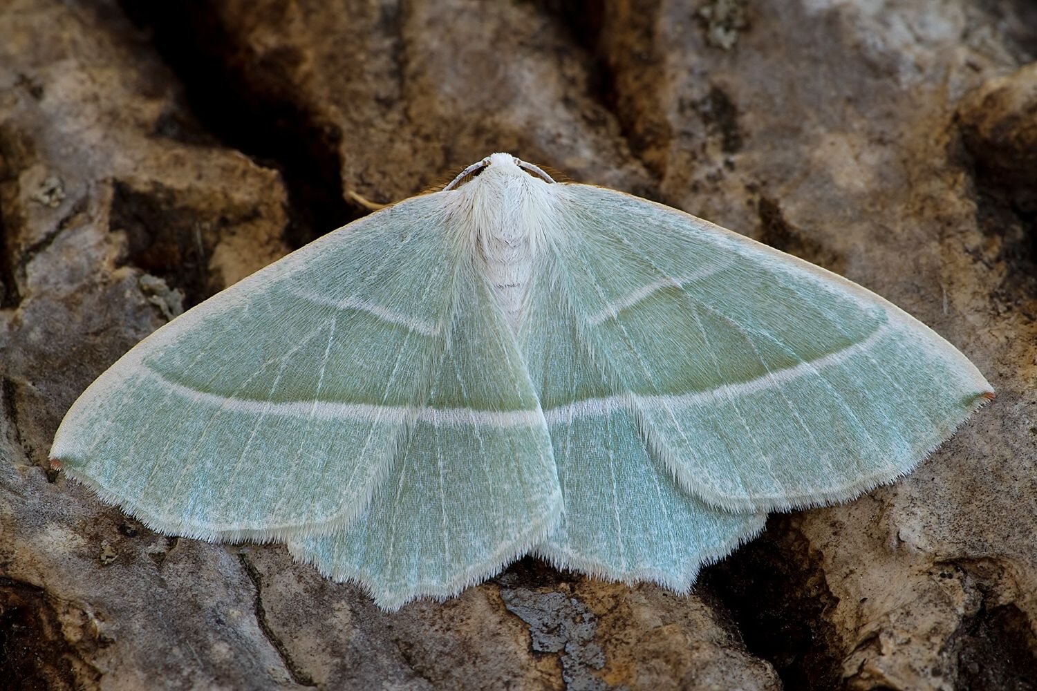 Campaea margaritaria