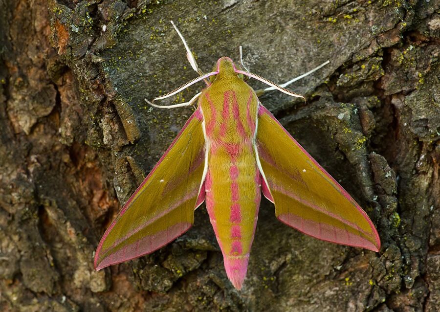 Deilephila elpenor