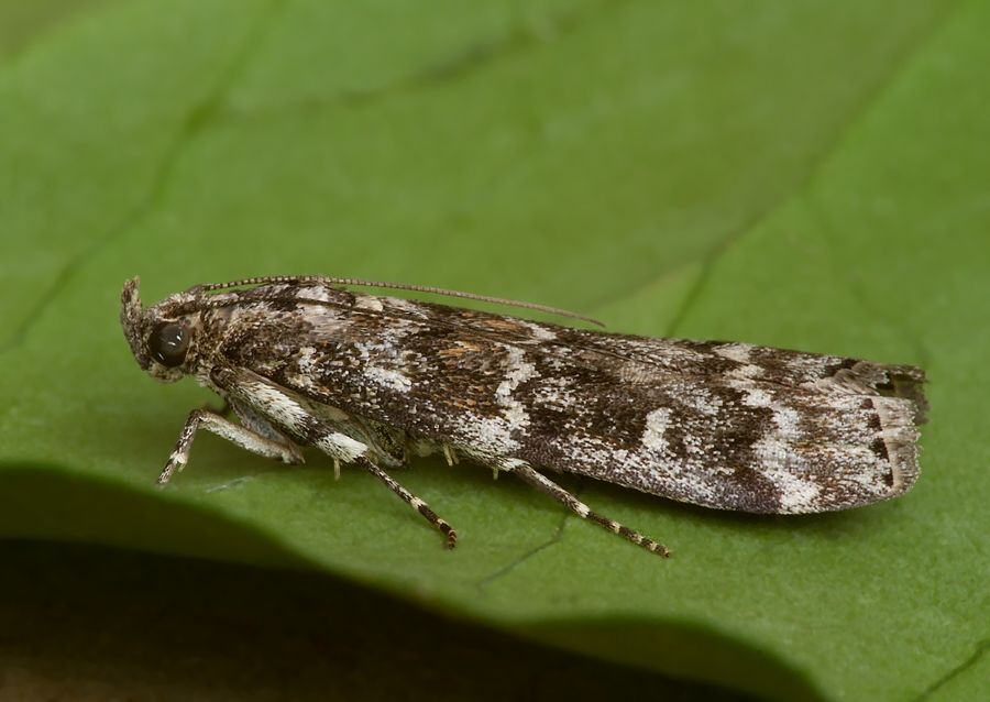 Dioryctria abietella