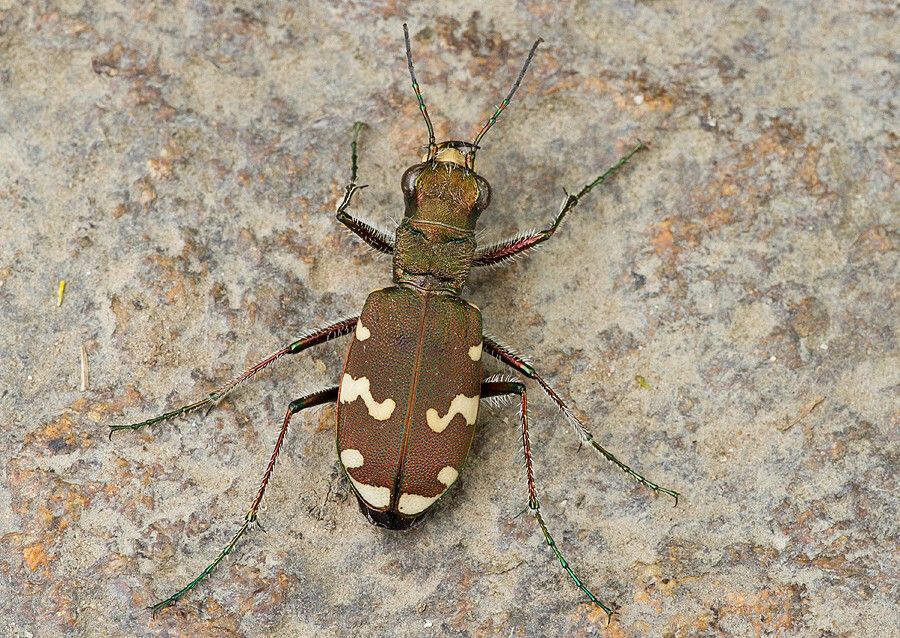 Cicindela sylvicola