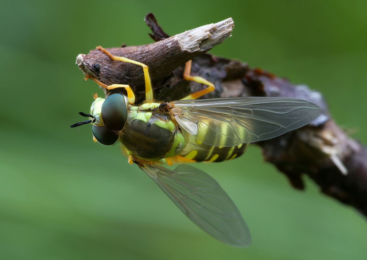 Chrysotoxum fasciatum