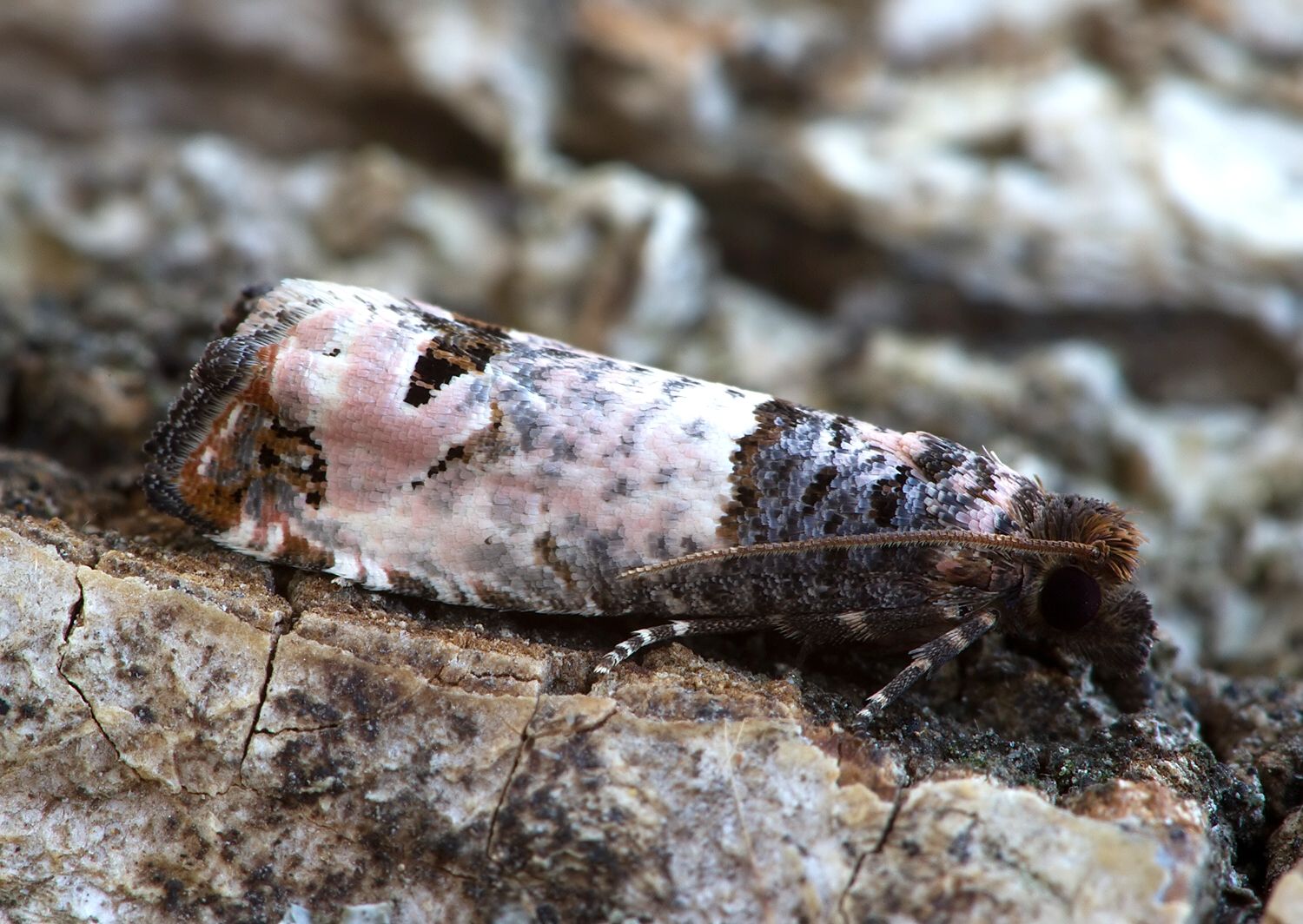 Notocelia incarnatana