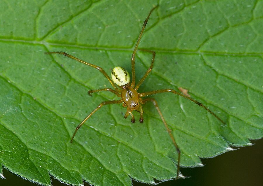 Enoplognatha ovata