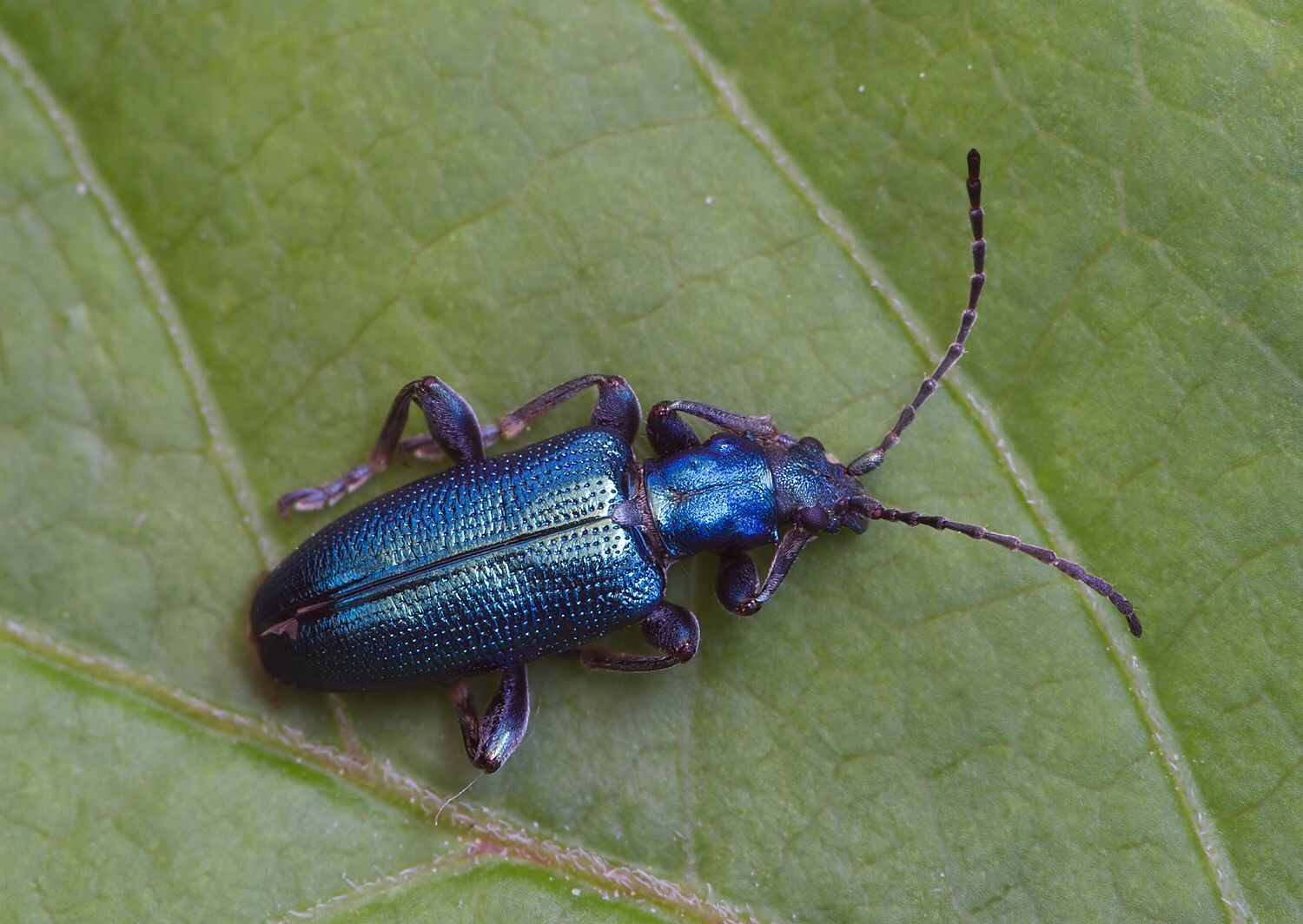 Plateumaris sericea