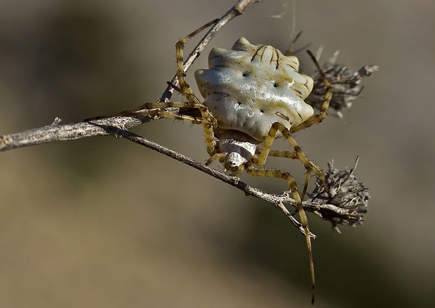Argiope lobata