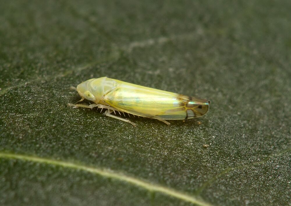 Zyginella pulchra
