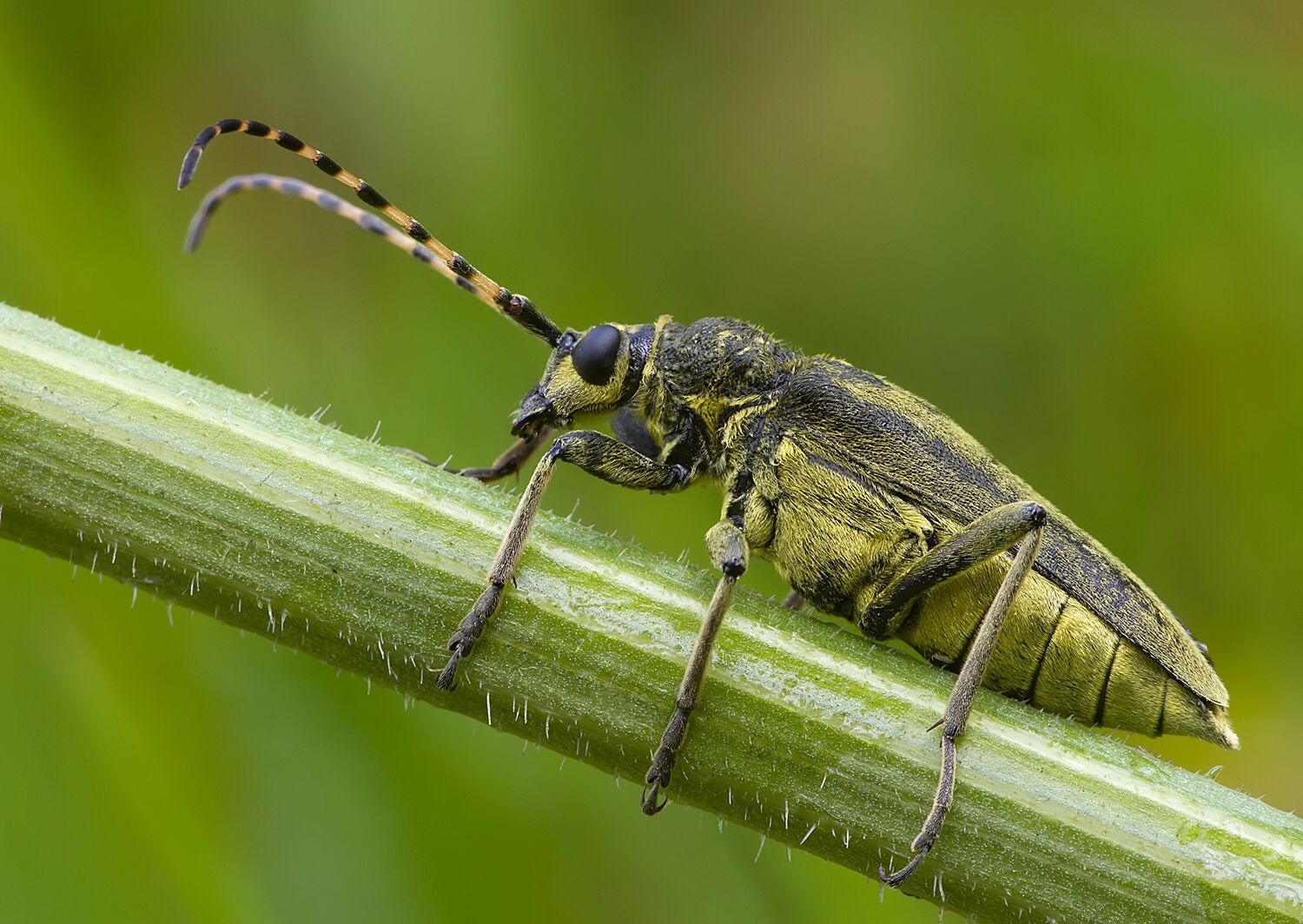 Lepturobosca virens