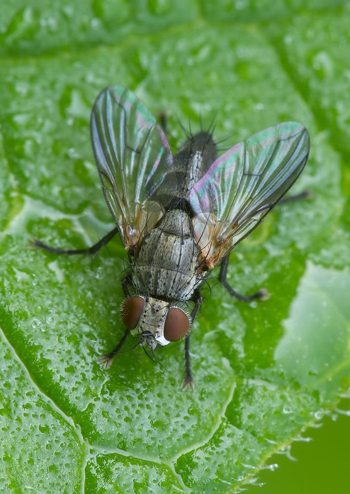 Campylocheta praecox