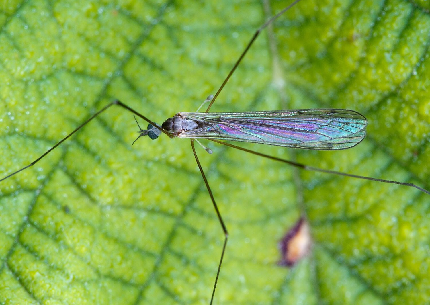 Phalacrocera replicata