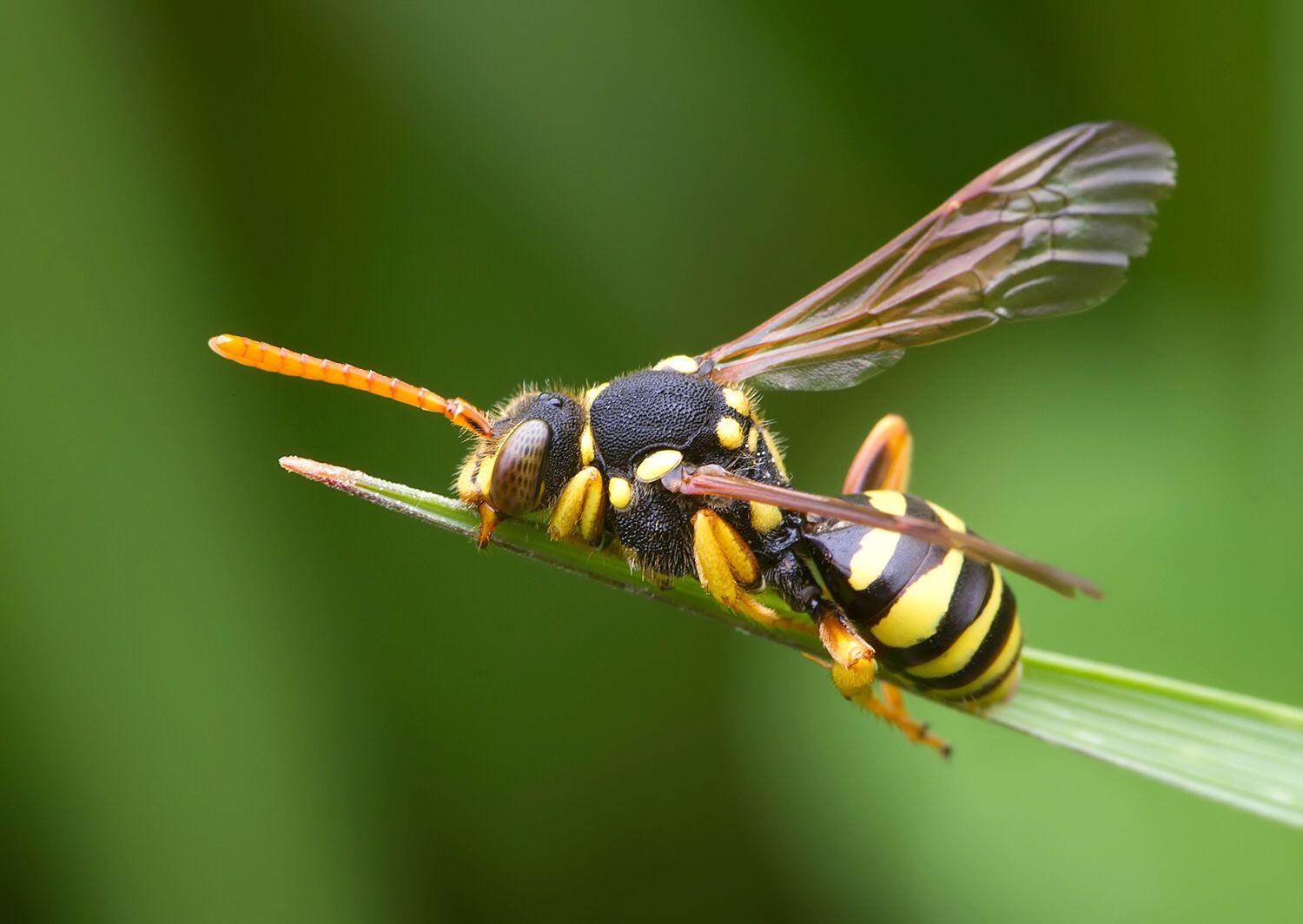 Nomada goodeniana