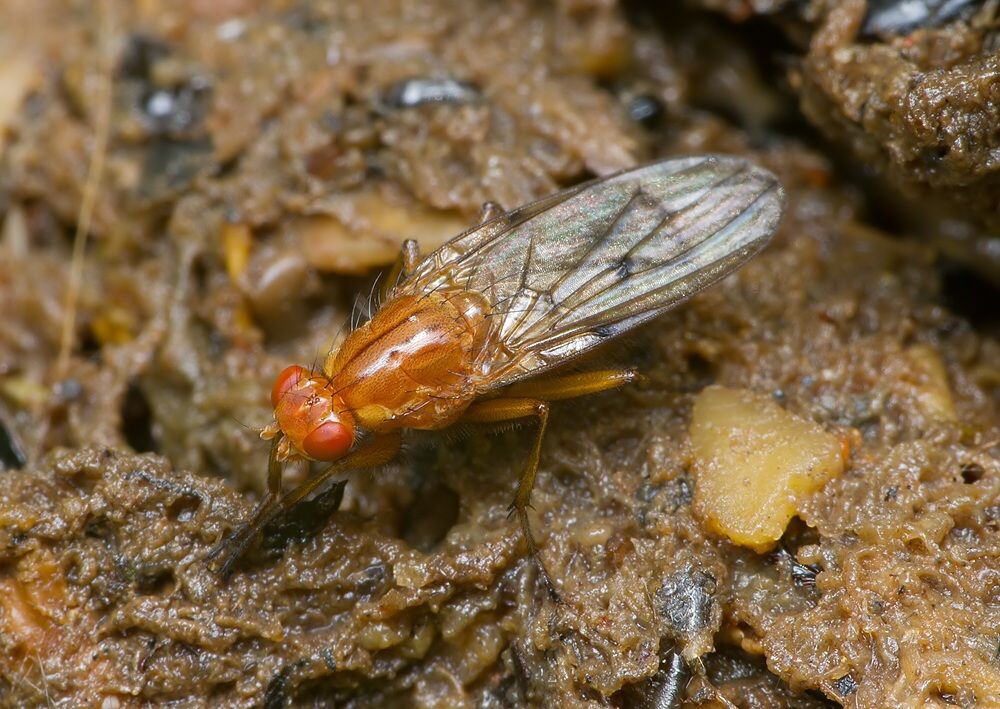 Neuroctena anilis