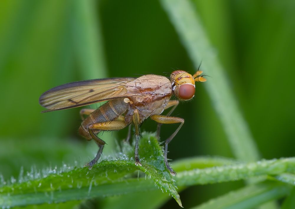 Tetanocera arrogans