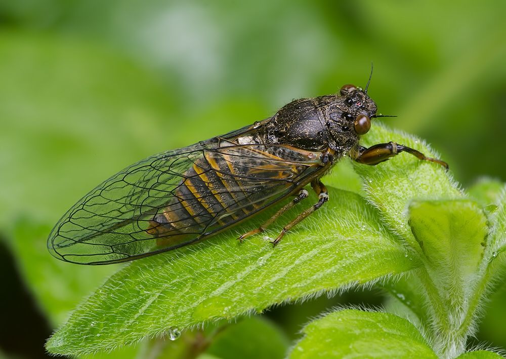 Cicadetta montana