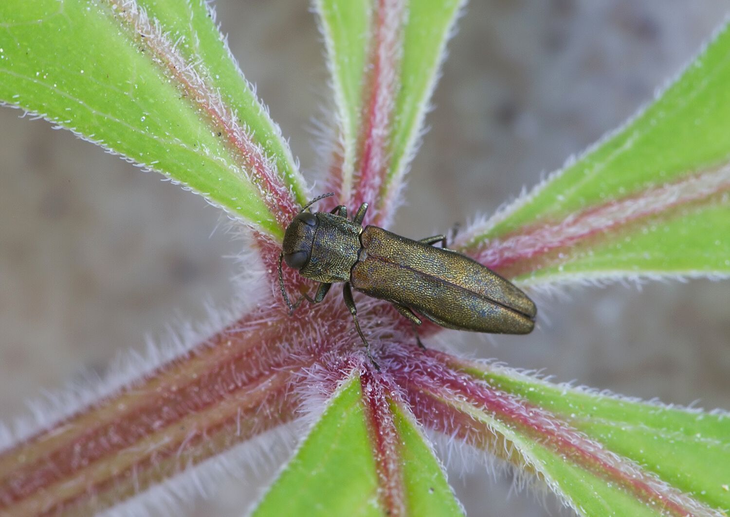 Agrilus angustulus