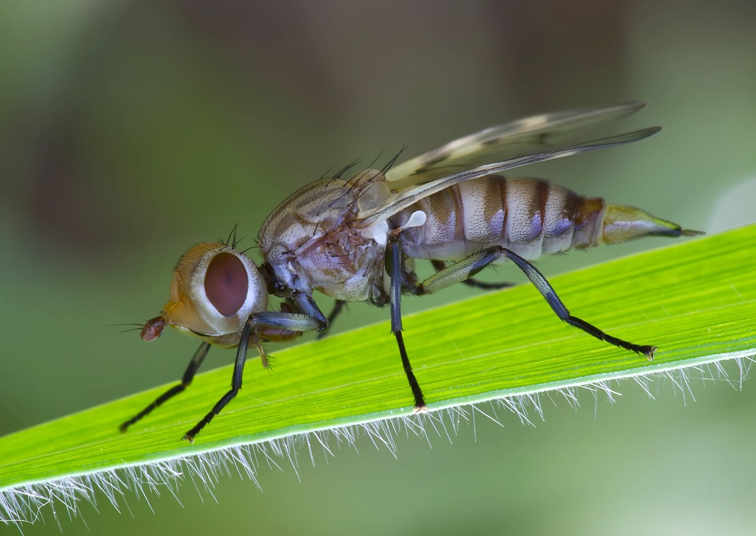 Otites formosa