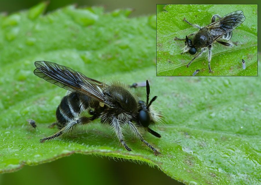 Choerades fuliginosa